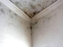 Best Real Estate Mold Inspection  in Gardner, KS