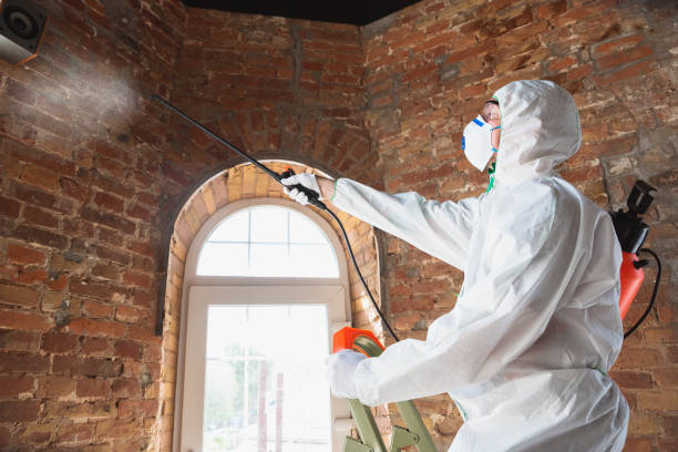 Best Mold Removal for HVAC Installations  in Gardner, KS