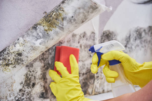 Best Mold Documentation for Insurance Claims  in Gardner, KS